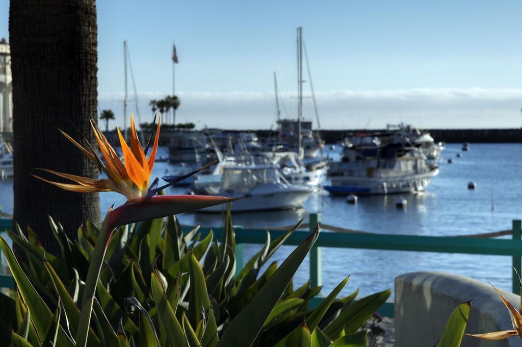 The Avalon Hotel In Catalina Island Kültér fotó